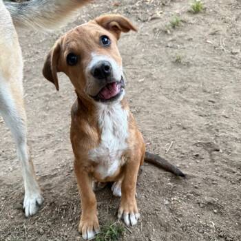 Funyun -  Terrier Dog for Adoption in San Diego, California - Funyun | PetCurious