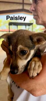 Paisley -  German Shepherd Dog Dog for Adoption in Sumter, South Carolina - Paisley | PetCurious