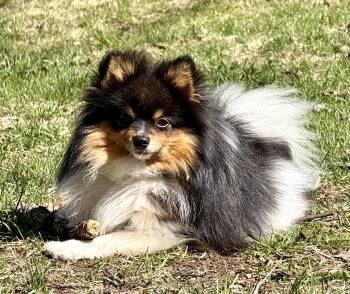 Pomeranian Dogs Available for Adoption - Salsa | PetCurious