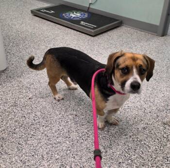 Hank -  Terrier Dog for Adoption in Athens, Tennessee - Hank | PetCurious