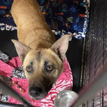 Rescue Mixed Breed Dogs for Adoption in Bismarck, North Dakota - Princess Peach | PetCurious