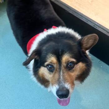 Corgi Dogs Available for Adoption in San Francisco, California - Moonwalk 13986 | PetCurious