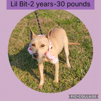 Mixed Breed Dogs Available for Adoption - Lil Bit | PetCurious