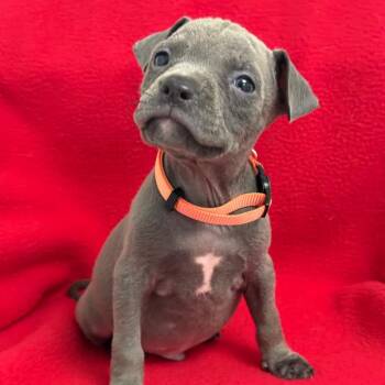 Eddy -  Pit Bull Terrier and Mixed Breed Dog for Adoption in St. Peters, Missouri - Eddy | PetCurious