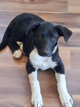 Polly -  Cattle Dog Dog Available for Adoption in Deming, New Mexico - Polly | PetCurious