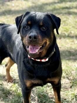 Rottweiler Dogs Available for Adoption - Rogue | PetCurious
