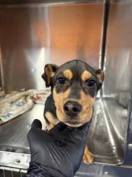 61524099 -  Mixed Breed Dog for Adoption in El Paso, Texas - 61524099 | PetCurious