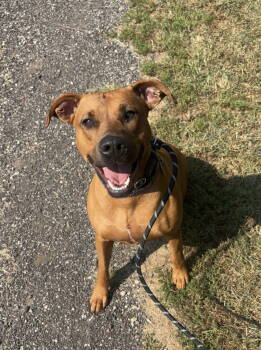 Rescue Greyhound and Pit Bull Terrier Dogs for Adoption in Williamsburg, Iowa - Daisy | PetCurious