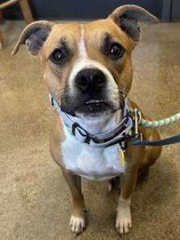 Amorette -  Pit Bull Terrier Dog for Adoption in Cleveland, Ohio - Amorette | PetCurious
