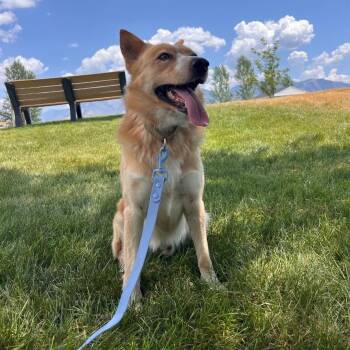 Bertram -  Border Collie Dog for Adoption in Logan, Utah - Bertram | PetCurious