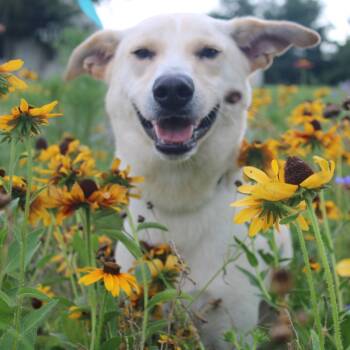 Rescue Retriever Dogs for Adoption in West Point, Mississippi - Butters | PetCurious