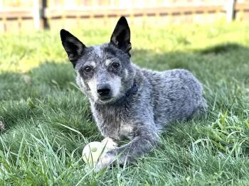 Australian Cattle Dog Blue Heeler Dogs Available for Adoption - Miss Tuesday (aka Lemon Pepper)! | PetCurious
