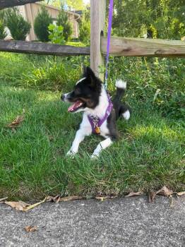 Amethyst -  Mixed Breed Dog for Adoption in Germantown, Ohio - Amethyst | PetCurious