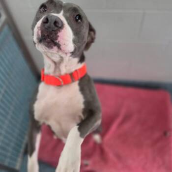 Remy -  Pit Bull Terrier Dog for Adoption in Greensboro, North Carolina - Remy | PetCurious