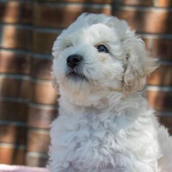 Poodle and Bichon Frise Dogs Available for Adoption in Titusville, Florida - Marigold | PetCurious