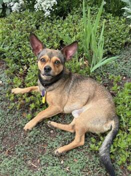 Colby -  Chihuahua Dog for Adoption in Denver, Colorado - Colby | PetCurious