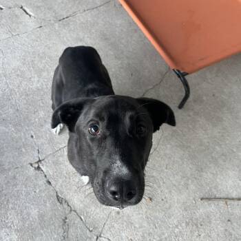 Nova -  Black Labrador Retriever Dog for Adoption in Crookston, Minnesota - Nova | PetCurious