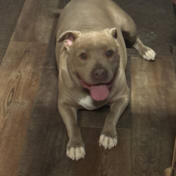Pit Bull Terrier Dogs Available for Adoption in Yuma, Arizona - Axl | PetCurious