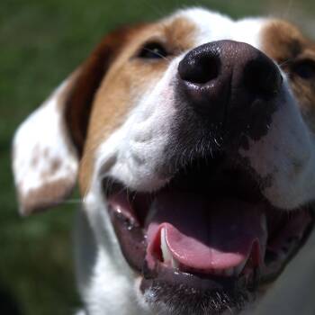 Poppy -  Hound and Mixed Breed Dog for Adoption in Springfield, Missouri - Poppy | PetCurious