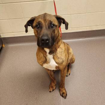 Mastiff and Mixed Breed Dogs Available for Adoption in Norman, Oklahoma - Golf | PetCurious