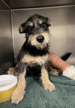 HAMNER -  Terrier Dog for Adoption in Riverside, California - HAMNER | PetCurious
