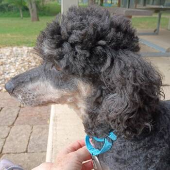 #62 -  Miniature Poodle Dog for Adoption in Pekin, Illinois - #62 | PetCurious