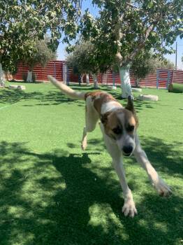 Canaan Dog Dogs Available for Adoption - Fareed, The Unique And Special Boy | PetCurious