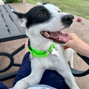 Cookie Crumbl -  Terrier and Cattle Dog Dog for Adoption in Olathe, Kansas - Cookie Crumbl | PetCurious