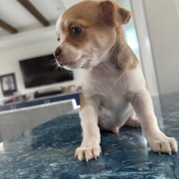 Donatello -  Chihuahua Dog for Adoption in Charlotte, North Carolina - Donatello | PetCurious