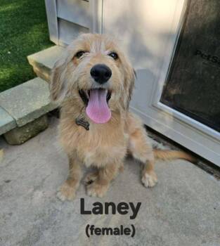 Laney -  Poodle and Terrier Dog for Adoption in West Peoria, Illinois - Laney | PetCurious