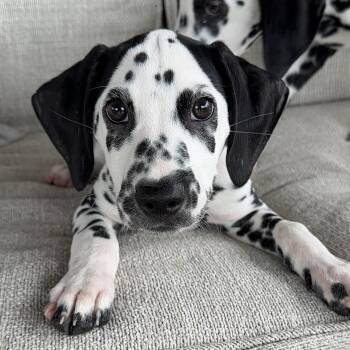 Spartan -  Dalmatian Dog for Adoption in Colleyville, Texas - Spartan | PetCurious