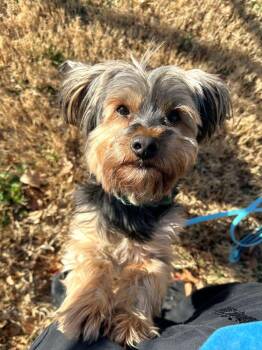 Mixed Breed Dogs Available for Adoption - Blu | PetCurious