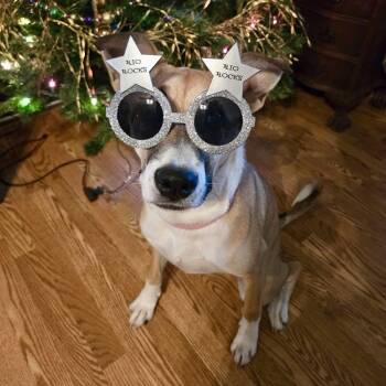Sweet Bella -  Shepherd and Mixed Breed Dog for Adoption in Houston, Texas - Sweet Bella | PetCurious