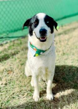 Maxwell -  Husky and Labrador Retriever Dog for Adoption in Macon, Georgia - Maxwell | PetCurious
