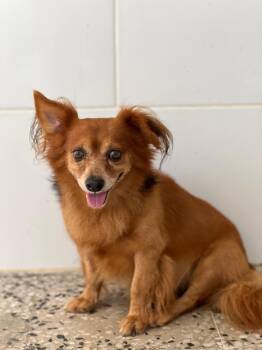 Rescue Chihuahua Dogs for Adoption in Humacao, Humacao - Simba | PetCurious