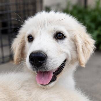 Powder -  Great Pyrenees and Mixed Breed Dog for Adoption in Marshall, Texas - Powder | PetCurious