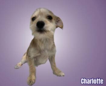 Terrier Dogs Available for Adoption in Cheektowaga, New York - Charlotte | PetCurious