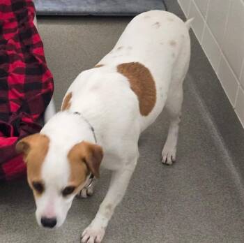 Labrador Retriever and Mixed Breed Dogs Available for Adoption in Omaha, Nebraska - JASPER | PetCurious