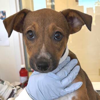 Autumn -  Hound and Cattle Dog Dog for Adoption in Nashville, Tennessee - Autumn | PetCurious