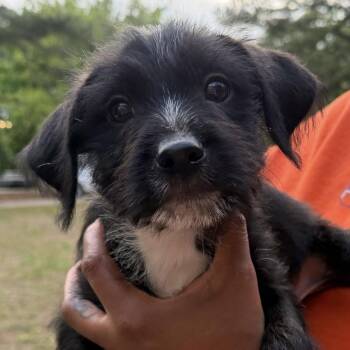 Chihuahua Dogs Available for Adoption in Raleigh, North Carolina - Oliver (Oli) | PetCurious