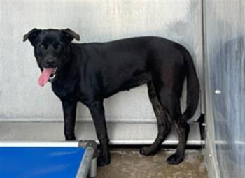 KURO -  Labrador Retriever and Cane Corso Dog for Adoption in Camarillo, California - KURO | PetCurious