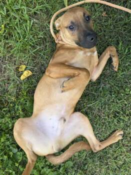 Rescue Mixed Breed Dogs for Adoption in Columbus, Indiana - Theodore | PetCurious