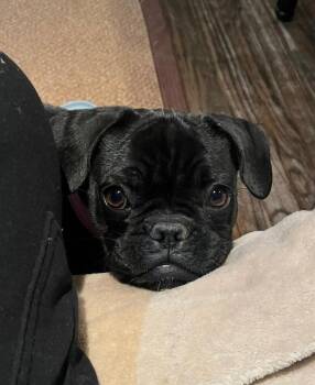Negrita -  French Bulldog Dog for Adoption in East Brunswick, New Jersey - Negrita | PetCurious