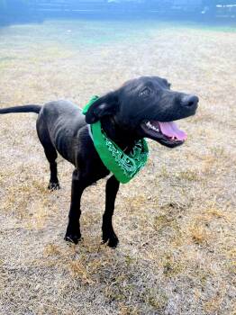 Rescue Black Labrador Retriever Dogs for Adoption - Dusty | PetCurious