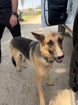 Sonnet -  Shepherd and Mixed Breed Dog for Adoption in Fresno, California - Sonnet | PetCurious