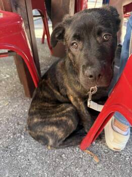 Rescue Mixed Breed Dogs for Adoption in Wando, South Carolina - Ivy | PetCurious