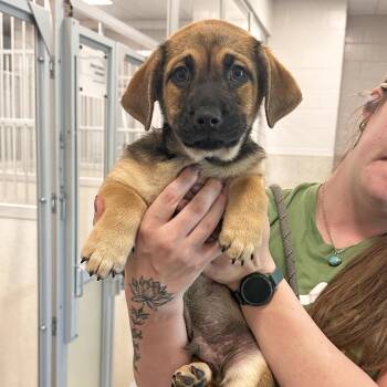 Birch -  Mixed Breed Dog for Adoption in Hailey, Idaho - Birch | PetCurious