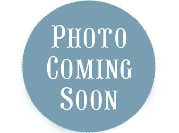 Rescue Pit Bull Terrier and Mixed Breed Dogs for Adoption in Fort Lauderdale, Florida - GHOST | PetCurious