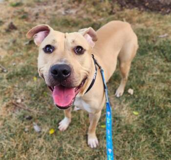 MONGOOSE MACALESTER -  Pit Bull Terrier and Mixed Breed Dog for Adoption in Minneapolis, Minnesota - MONGOOSE MACALESTER | PetCurious