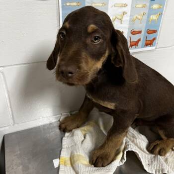 Poodle and Wirehaired Dachshund Dogs Available for Adoption in Birmingham, Alabama - Selkie | PetCurious